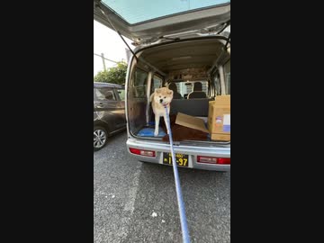 引っ張られて耐えるところが一番秋田犬の顔になる説