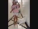女VSおっさんみたいな猫