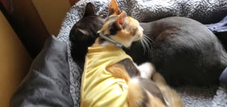 うちの黒猫と三毛猫！