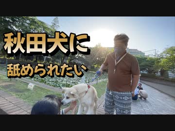 秋田犬に舐め舐めしてほしい少女と早く帰りたい飼い犬