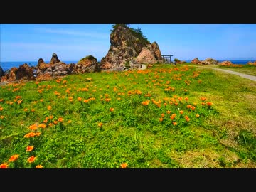 藻浦崎公園のオレンジ岩百合が青い海と青空に映えた件！！