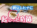 カルガモ親子0520C⑤【親なし雛鳥に奇跡】