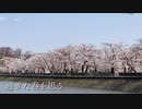 【夏が来るので】盛岡の桜回顧 2022【現実逃避】