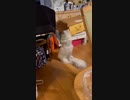なんかずっと二足立ちしてる白猫