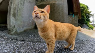 【何故そこを通る】遠くから猫がモフられにきたと思ったら素通りしていった