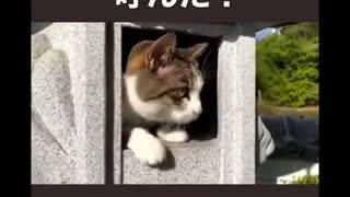 猫神様を呼んでみよう