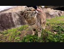 やたらと警戒する猫にはトントンしちゃえばこっちのもの！【野良猫】【感動猫】