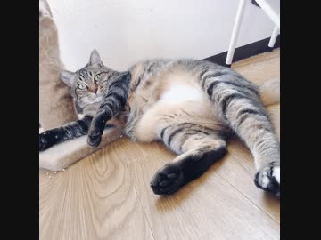 絶対絶命危機一髪。デブ猫奮戦記。
