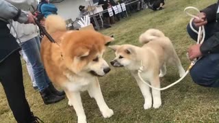 大物感が半端ないちびっ子秋田犬が可愛い