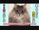 【猫アフレコ動画】エリザベスアナウンサーによる猫ニュース #01 飲み水を空っぽにする猫、おもちゃを壊した犯人は誰？