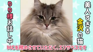 【猫アフレコ動画】エリザベスアナウンサーによる猫ニュース #01 飲み水を空っぽにする猫、おもちゃを壊した犯人は誰？