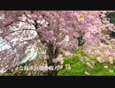 山里 湯来町多田・大きな枝垂れ桜と山里の風景　R４.４   広島市佐伯区湯来町多田（本多田）