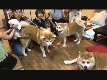 あり得ない！秋田犬軍団が普通に焼肉食べに来た日