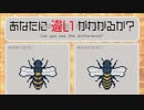 【APICO】ブンブーン養蜂家はじめました！Part4【ゆっくり&VOICEROID実況】