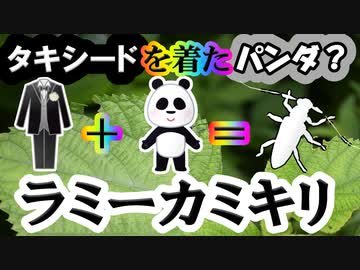 【ゆっくり解説】タキシードとパンダを背負うカミキリムシ！　ラミーカミキリを解説