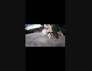 人間を警戒する猫達と仲良くなるには？#Shorts【野良猫】【感動猫】