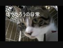 はやたろうの日常