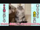 【猫アフレコ動画】エリザベスアナウンサーによる猫ニュース #02 久しぶりのちゅーるに暴徒化する猫達