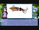 【ゆっくり解説】わかさぎ姫が教える魚　#32匹目　～蛍烏賊～