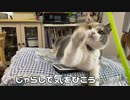 リモコンと猫…