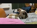 寝ようと思ったのに猫が…