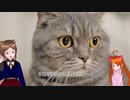 【フォートナイト】と【猫画像】「フェアリスのほのぼのふぉーとないと」vol.1　ゆっくりのんびりフォトナしよ！