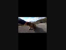 標高の高い場所に住む猫にだってトントンしちゃうおっさん#Shorts【野良猫】【感動猫】