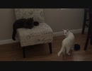 うちの猫プリンセスとサファイアの動画