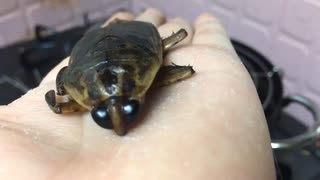 タガメを1匹天ぷらにして食べる 2020/4/20(月) 19:54開始 (34分)（コメなし）
