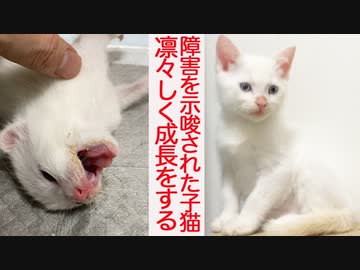 障害を示唆された保護子猫、別れを経て凛々しく成長を見せる