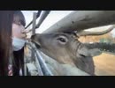 サフャリパーク行きたい（ねぼうした 2020/1/3(金) 13:40開始 (3時間40分)（コメなし）