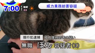 【ニュース】威力業務妨害容疑でネコを逮捕【猫動画】