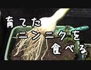 【ニンニク祭2022】育てたニンニクを食べる Part 1【長火鉢とおっさん　番外】