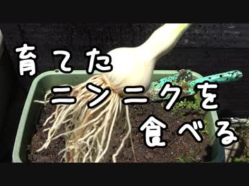 【ニンニク祭2022】育てたニンニクを食べる Part 1【長火鉢とおっさん　番外】