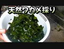 【ぴ】ワカメを採って乾燥ワカメ作りとワカメ料理　自給自足