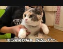 ねたいわ～猫の意見…