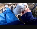 人懐っこすぎる三毛猫が猫泥棒にあわないか心配【野良猫】【感動猫】
