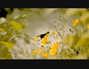flower & leaves @Nagayama Chiyuri