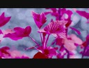 flower & leaves @Nagayama Chiyuri