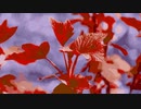 flower & leaves @Nagayama Chiyuri
