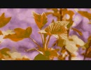 flower & leaves @Nagayama Chiyuri