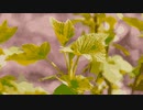 flower & leaves @Nagayama Chiyuri