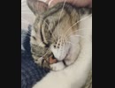 ねこのお腹揉んでみた