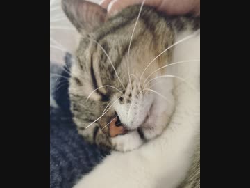 ねこのお腹揉んでみた
