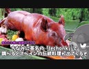 次世代のコイキング、公式食材として名を馳せろ《グルトン》【ポケモンSV】【ゆっくり実況】