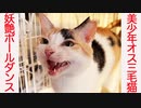 美少年オス三毛猫、珍妙ポールダンスを披露する