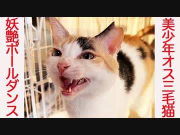 美少年オス三毛猫、珍妙ポールダンスを披露する