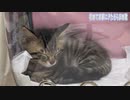 【保護猫】妻に抱かれて安心している子猫が可愛すぎるwww