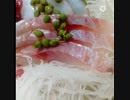 刺身を青実山椒で醤油なしで食べたい味見したいまずは僕がお刺身違ったお先に爽やか旨い