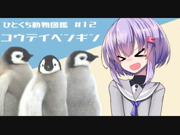 ひとくち動物図鑑　#12　コウテイペンギン　[VOICEROID解説]